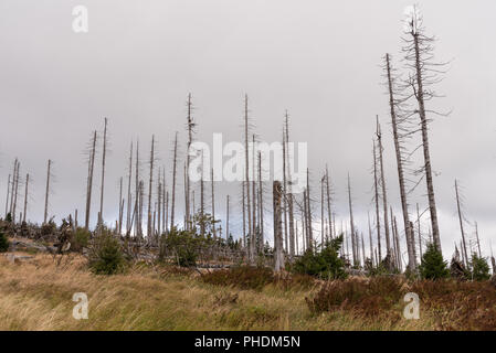 L'écorce des arbres à tête après l'infestation du dendroctone du pin ponderosa - forêt de Bohème Banque D'Images