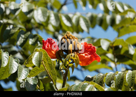 Fleurs d'un African tuliptree (Spathodea campanulata) Banque D'Images