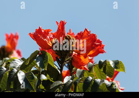 Fleurs d'un African tuliptree (Spathodea campanulata) Banque D'Images