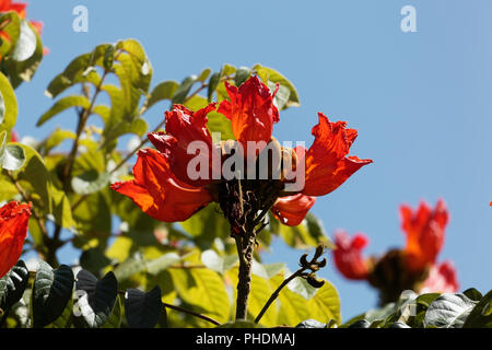 Fleurs d'un African tuliptree (Spathodea campanulata) Banque D'Images