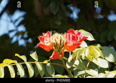 Fleurs d'un African tuliptree (Spathodea campanulata) Banque D'Images