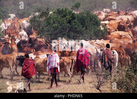 Guerriers Masai avec bétail près de Masai Mara National Reserve. Masais sont peut-être le plus célèbre de tous les tribus africaines, au Kenya Banque D'Images