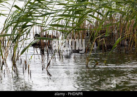 Flottant sur le lac black mother duck duck-foulque et cultivé les canetons, gros plan sur le lac parmi les roseaux Banque D'Images