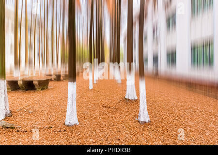 Metasequoia woods en hiver Banque D'Images