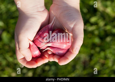 L'ail rouge pelé se trouve dans les mains d'un petit garçon, gros plan sur le terrain Banque D'Images