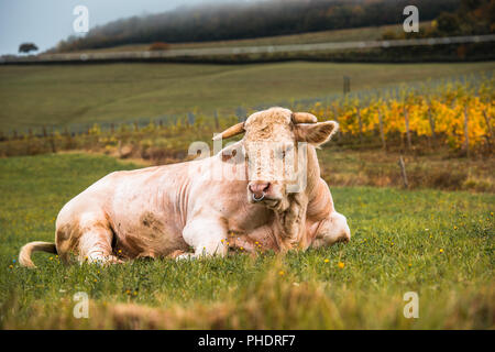Taureau Charolais dans un champ, Bourgogne, France Banque D'Images