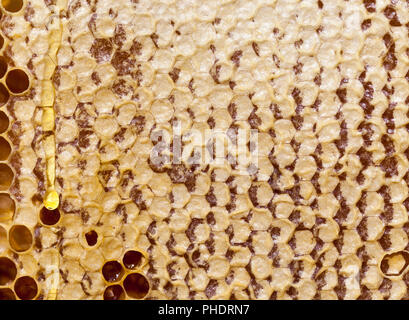 Couvert d'abeilles de miel avec tout le miel aromatique, gros plan d'une alimentation naturelle et utile Banque D'Images
