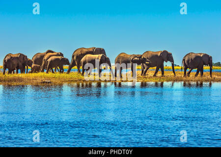 Grand troupeau d'éléphants avec des veaux Banque D'Images