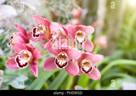 Orchidées mauve dans une forêt tropicale Banque D'Images