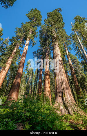 Arbre Sequoia en parc d'État Calaveras Big Trees Banque D'Images