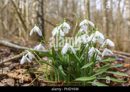 Perce-neige en fleurs dans la forêt Banque D'Images