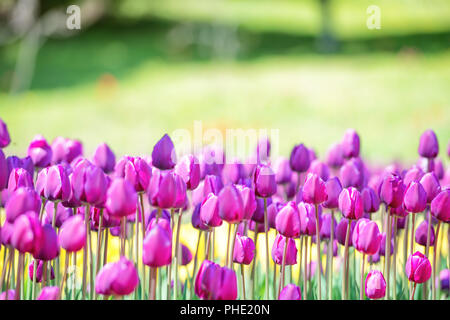 Domaine de nombreuses tulipes lilac in park Banque D'Images