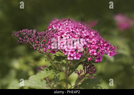 La spirée Spiraea japonica japonais Banque D'Images