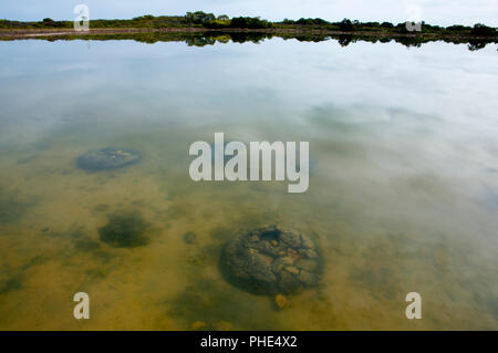 Les stromatolithes Thetis Lake - l'ouest de l'Australie Banque D'Images