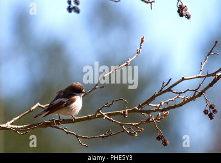 Village Spithami, European Pied Flycatcher, Lääne, Estonie Banque D'Images