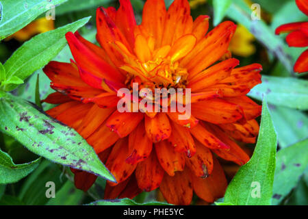 Zinnia marylandica Zahara Starlight ' ' feu Double Banque D'Images