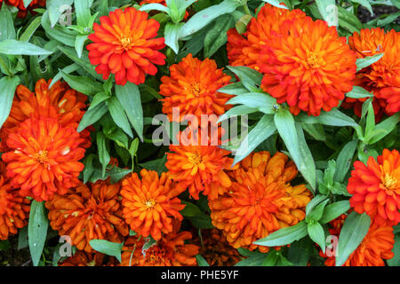 Zinnia marylandica Zahara Starlight ' ' feu Double Banque D'Images