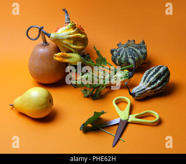 Composition des citrouilles décoratives et poires Banque D'Images