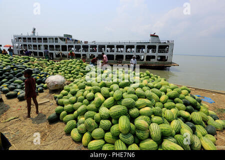 Une énorme quantité de pastèque fraîchement récoltés est présenté pour le transport sur la banque du fleuve Tetulia à Rangabali sous l'upazila de Patuakhali distric Banque D'Images