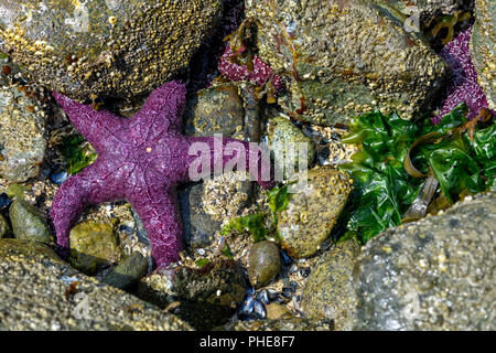 Starfish Pisaster ochraceus (ocre) également connu sous le nom de l'étoile de mer pourpre à Whytecliff park, British Columbia, Canada Banque D'Images