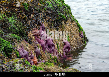 Starfish Pisaster ochraceus (ocre) également connu sous le nom de l'étoile de mer pourpre à Whytecliff park, British Columbia, Canada Banque D'Images