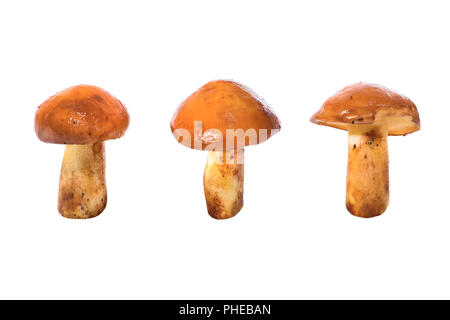 Trois champignons comestibles Banque D'Images