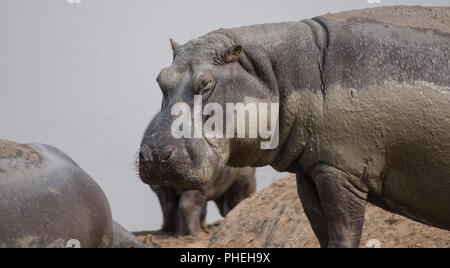 Hippo à Savannah off au Zimbabwe, Afrique du Sud Banque D'Images