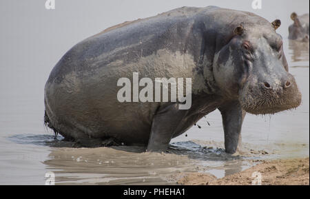 Hippo à Savannah off au Zimbabwe, Afrique du Sud Banque D'Images