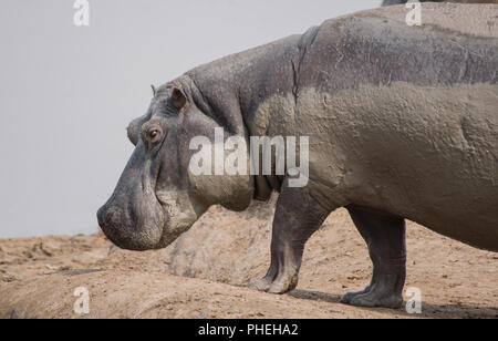 Hippo à Savannah off au Zimbabwe, Afrique du Sud Banque D'Images