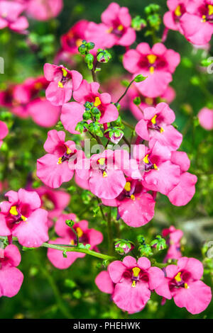 Diascia barberae, Twinspur Banque D'Images