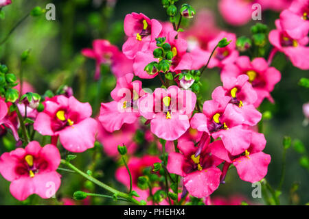 Diascia barberae, Twinspur Banque D'Images