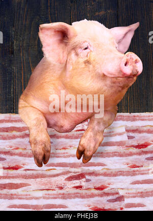 Pig donne sur les couches de lards Banque D'Images