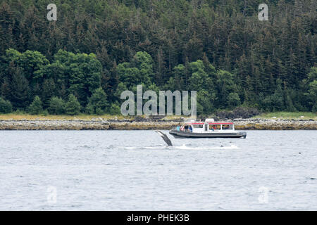 Juneau Alaska - Humpback Whale watching tour excursion de croisière - touristes photographier les baleines à la surface près de leur bateau avec des nageoires pectorales / flipper Banque D'Images