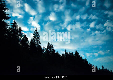 Forêt noire avec des arbres sur le ciel bleu nuit Banque D'Images