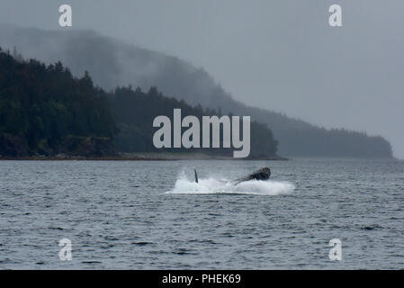 Humpback Whale breaching - Juneau Alaska - un jeune rorqual à bosse manquements dans le canal Lynn lors d'une visite d'observation des baleines - excursion de croisière Banque D'Images