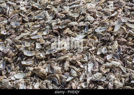 Les coquilles des huîtres au marché de poissons Banque D'Images