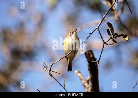 White-eyed Vireo Vireo griseus oiseaux Banque D'Images