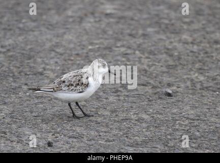 Bécasseau sanderling, île de Corvo, Azoren, Portugal Banque D'Images