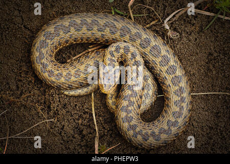 Belle Vipera ursinii rakosiensis, pleine longueur snake sur le terrain Banque D'Images