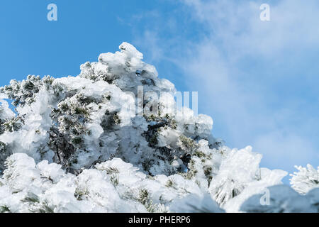 Des branches de pins pris dans la glace Banque D'Images