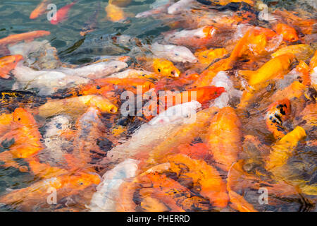 Koi de poissons dans un étang Banque D'Images