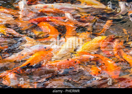Koi de poissons colorés Banque D'Images