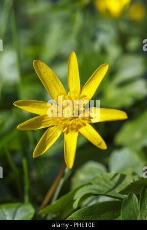 Fermer jusqu'à un degré moindre Celandine spring flower Banque D'Images