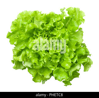 Salade de laitue chef isolé sur fond blanc Banque D'Images