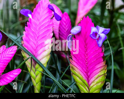 Tillandsia cyanea (Quill rose) est une espèce de plante , originaire de la forêt tropicale de l'Équateur et le Pérou, où il pousse assis sur les arbres. Banque D'Images