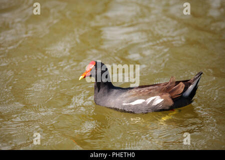 La Gallinule poule-d'eau Gallinula chloropus dans le marais Banque D'Images