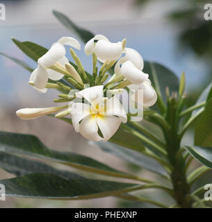 Fleurs de frangipanier Banque D'Images