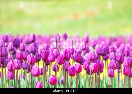 Domaine de nombreuses tulipes lilac in park Banque D'Images