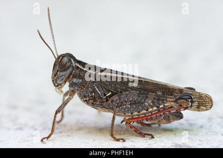 Calliptamus italicus, le criquet italien, close-up espèces d'iguanes à grasshopper. Banque D'Images