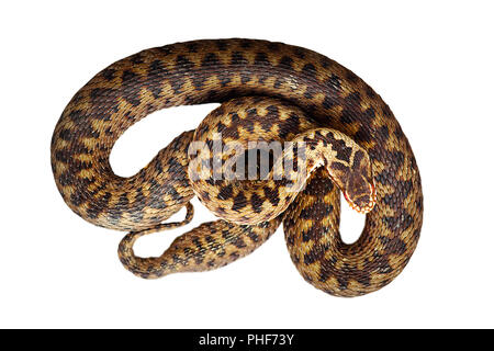 Belle politique européenne adder isolated over white background ( Vipera berus ) Banque D'Images